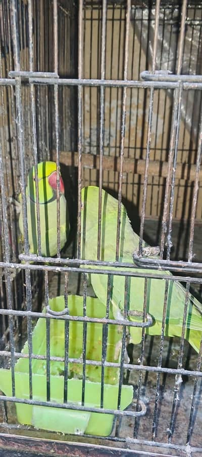 Full breeder pair history ka sata ha  ek 03094654348
