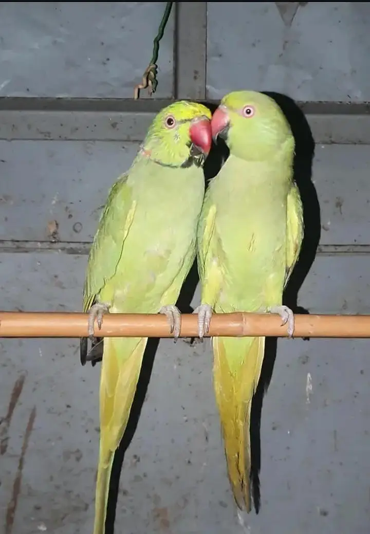 Full breeder pair history ka sata ha  ek 03094654348 — photo 3