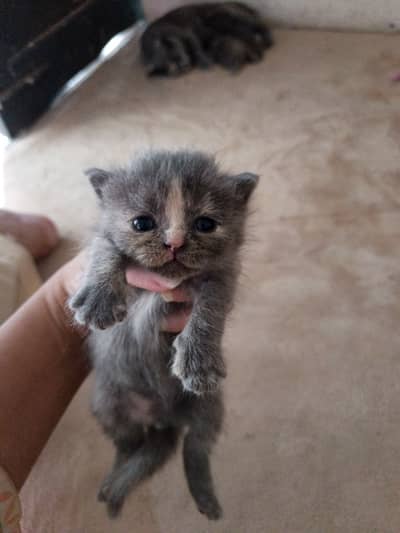 Kittens pair for adoption