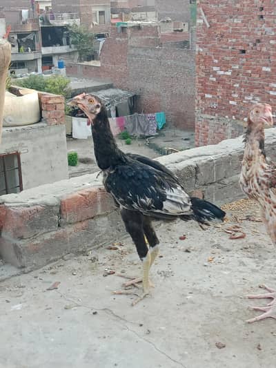 Aseel chicks high quality