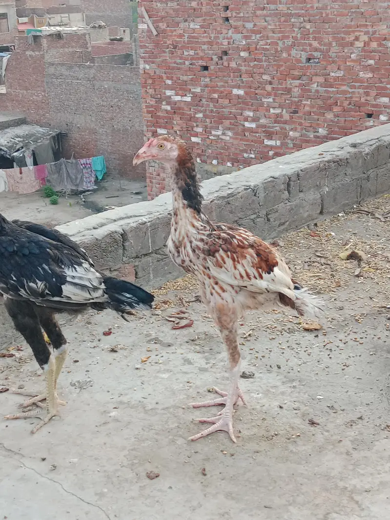Aseel chicks high quality — photo 2