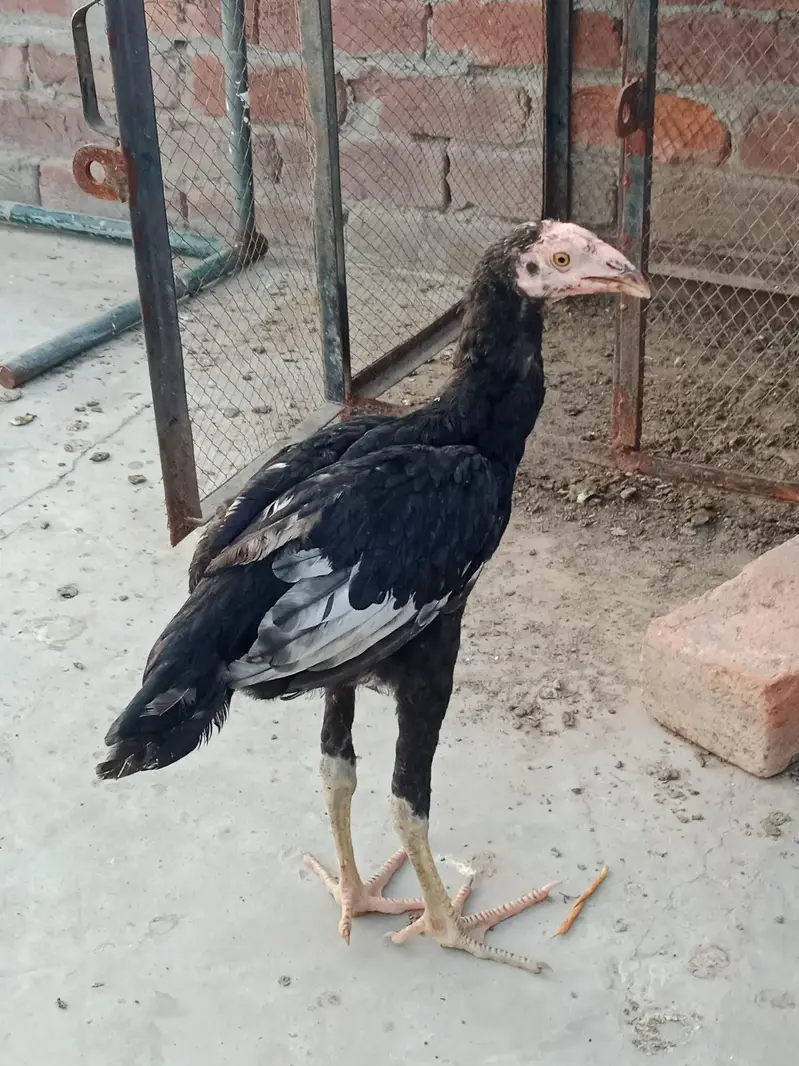 Aseel chicks high quality — photo 3