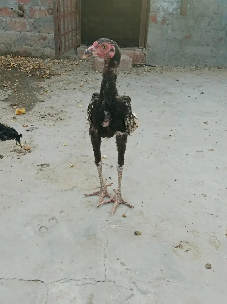 Aseel chicks high quality — photo 4