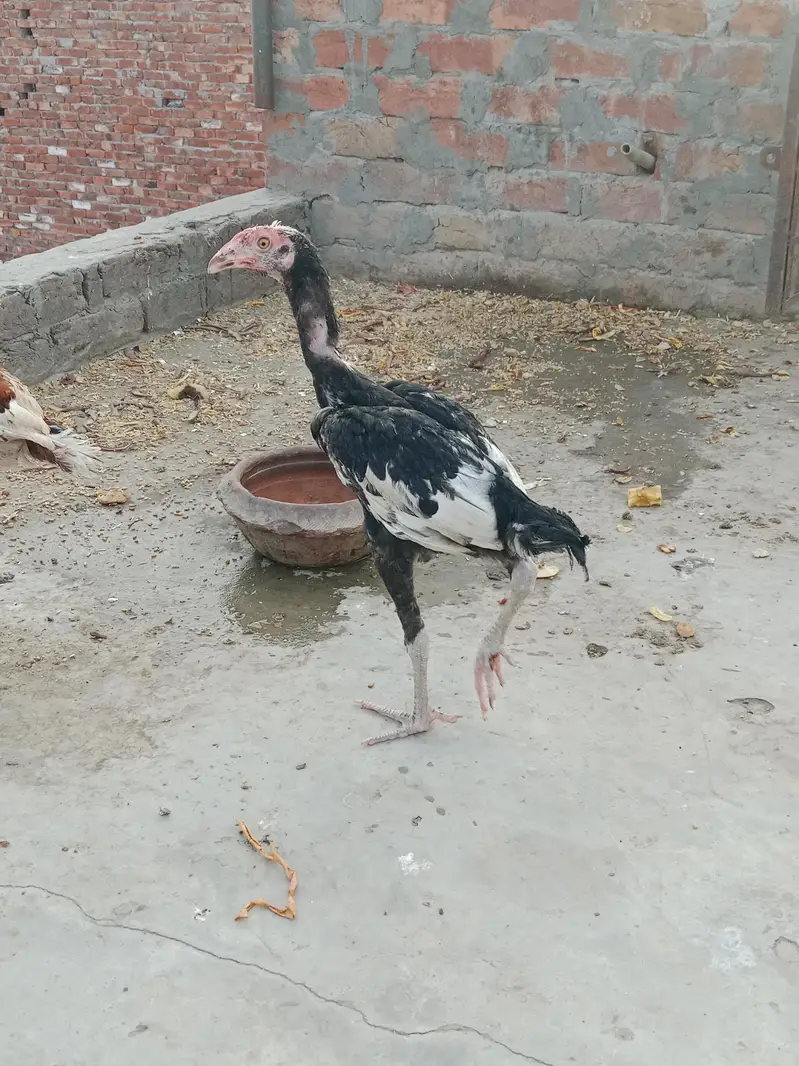 Aseel chicks high quality — photo 5