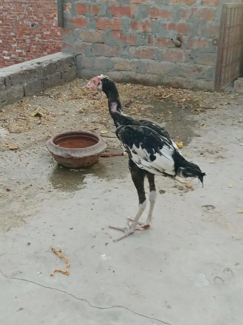 Aseel chicks high quality — photo 6