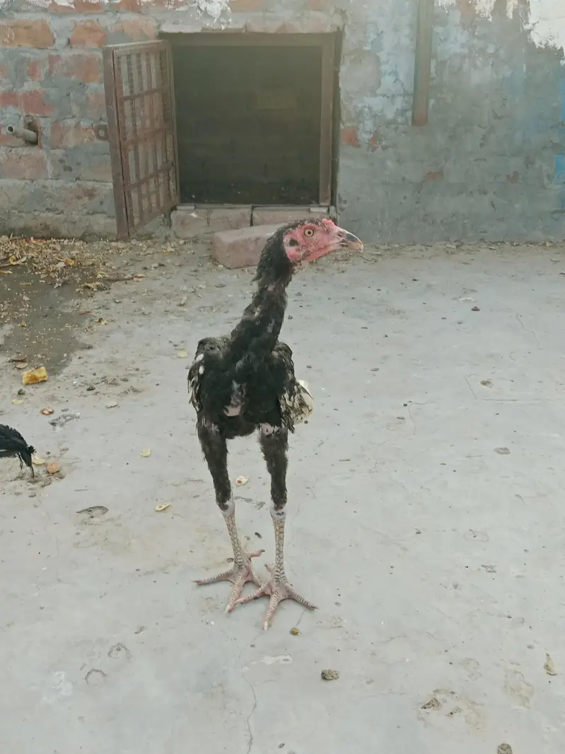 Aseel chicks high quality — photo 8