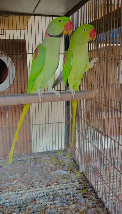 Raw parrot