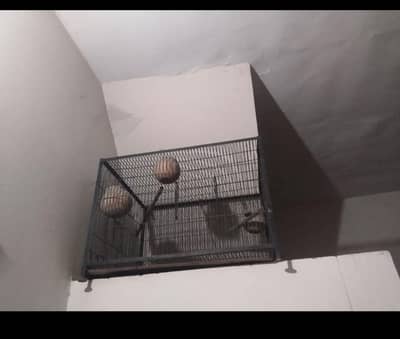 iron cage strong and butiyfull