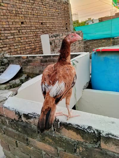 Aseel pathi for sale