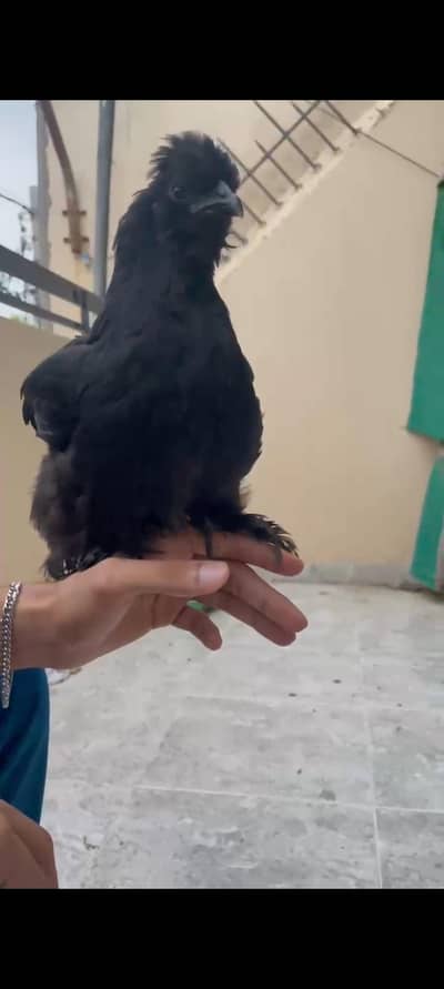 silki hen female ready to breed health active