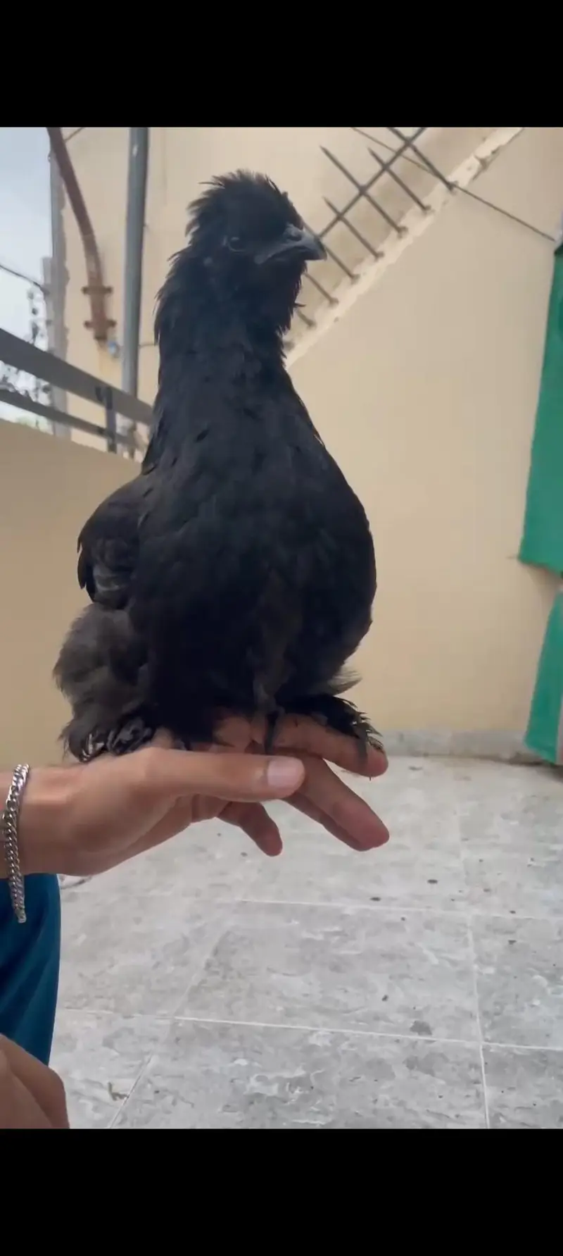 silki hen female ready to breed health active — photo 2
