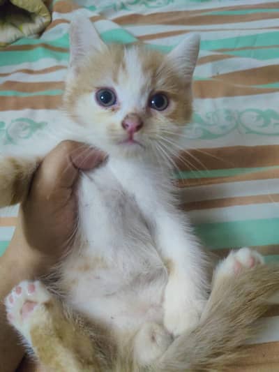 cute and healthy kittens for sale