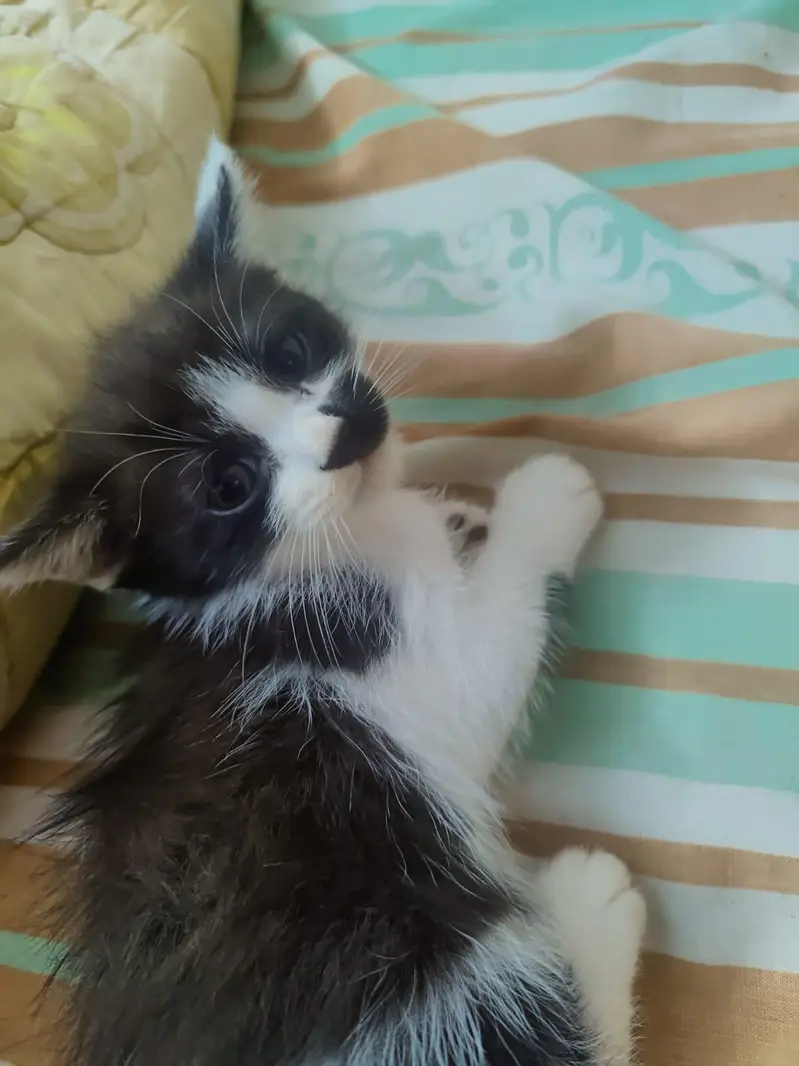 cute and healthy kittens for sale — photo 3