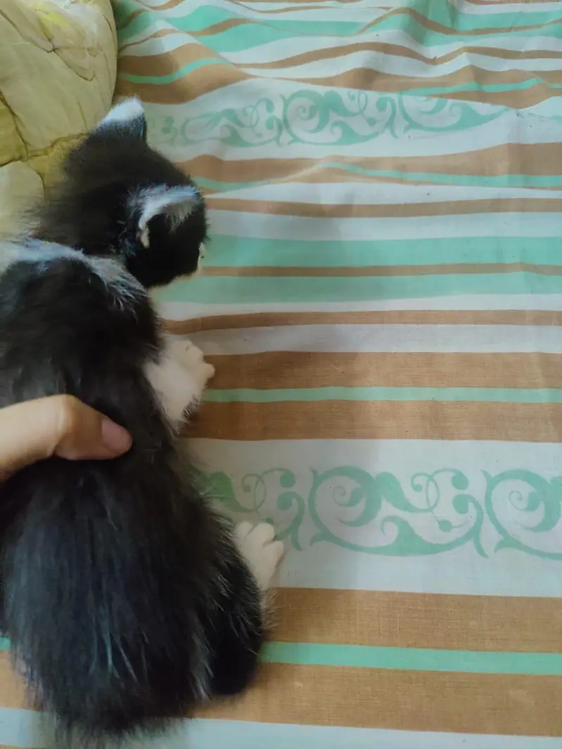 cute and healthy kittens for sale — photo 4