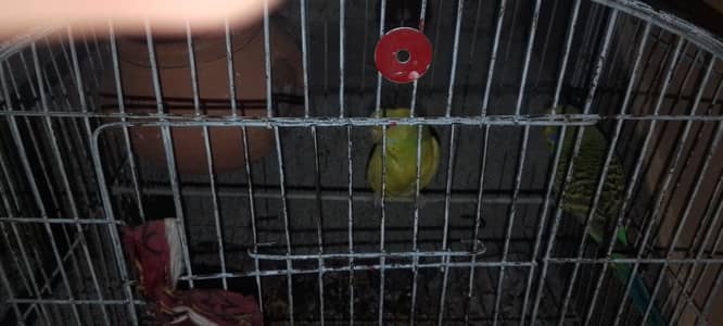 beautiful parrot pair. The price will be reduced