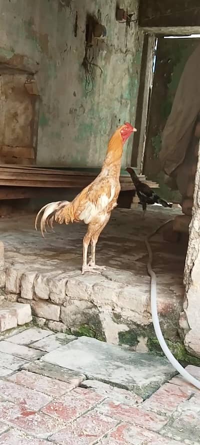 Aseel patha