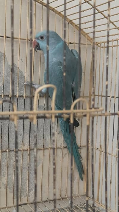 Blue ringneck parrot