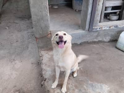 golden alsation dog