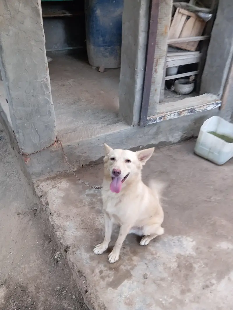 golden alsation dog — photo 2
