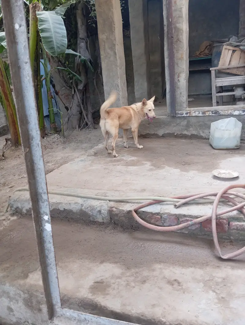 golden alsation dog — photo 3