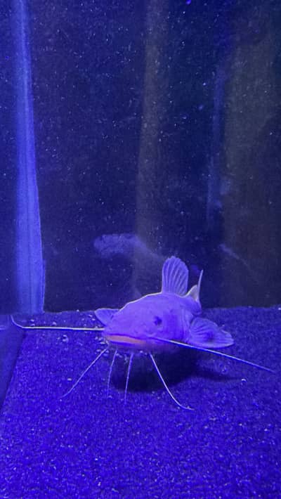 Phantom red tail catfish
