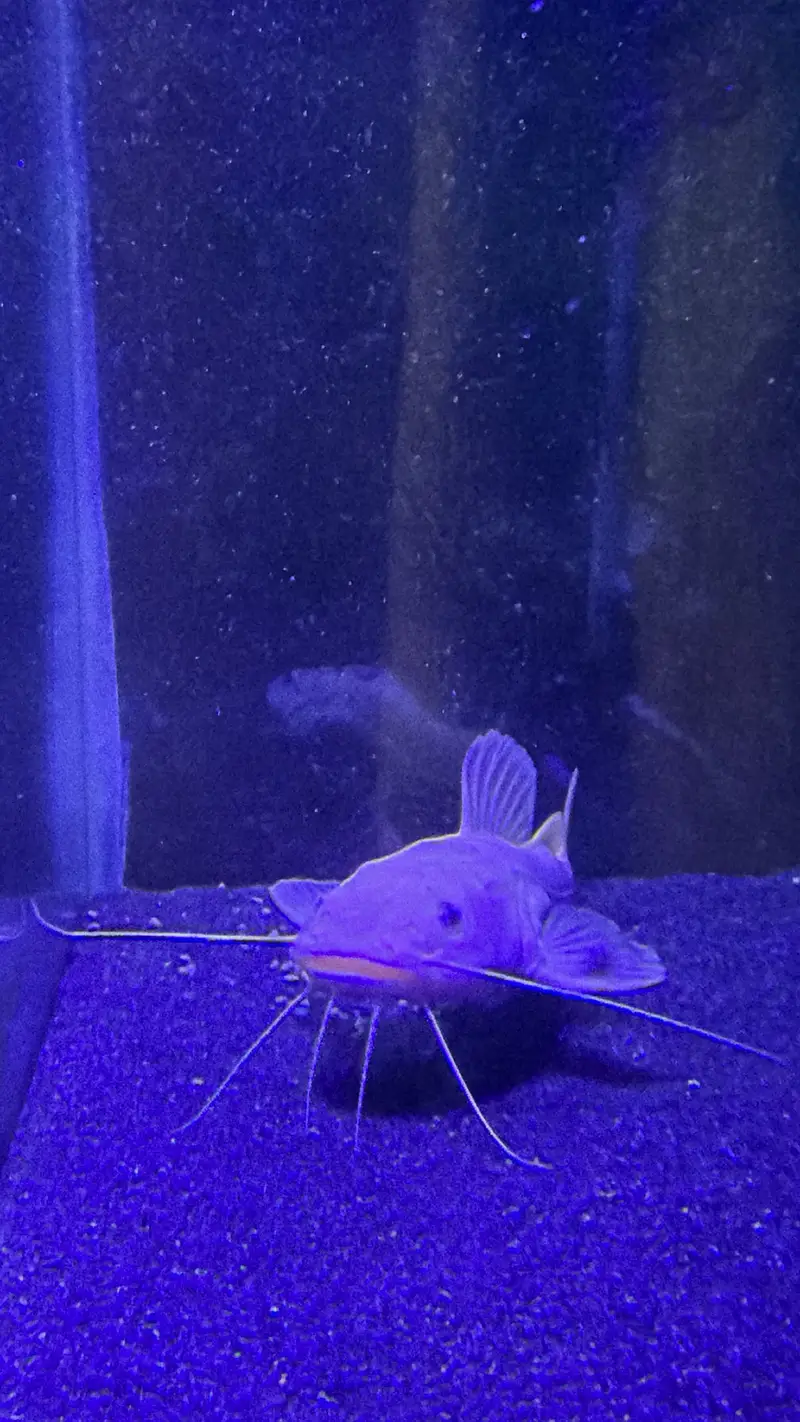 Phantom red tail catfish