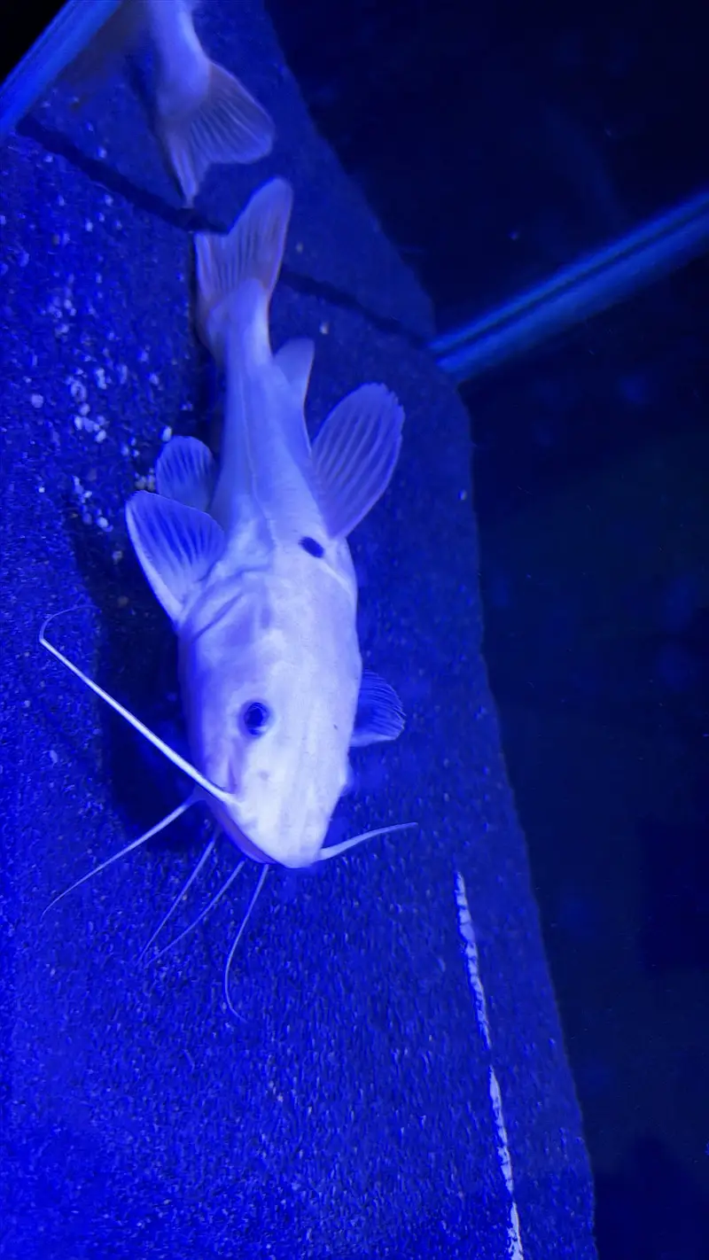 Phantom red tail catfish — photo 2