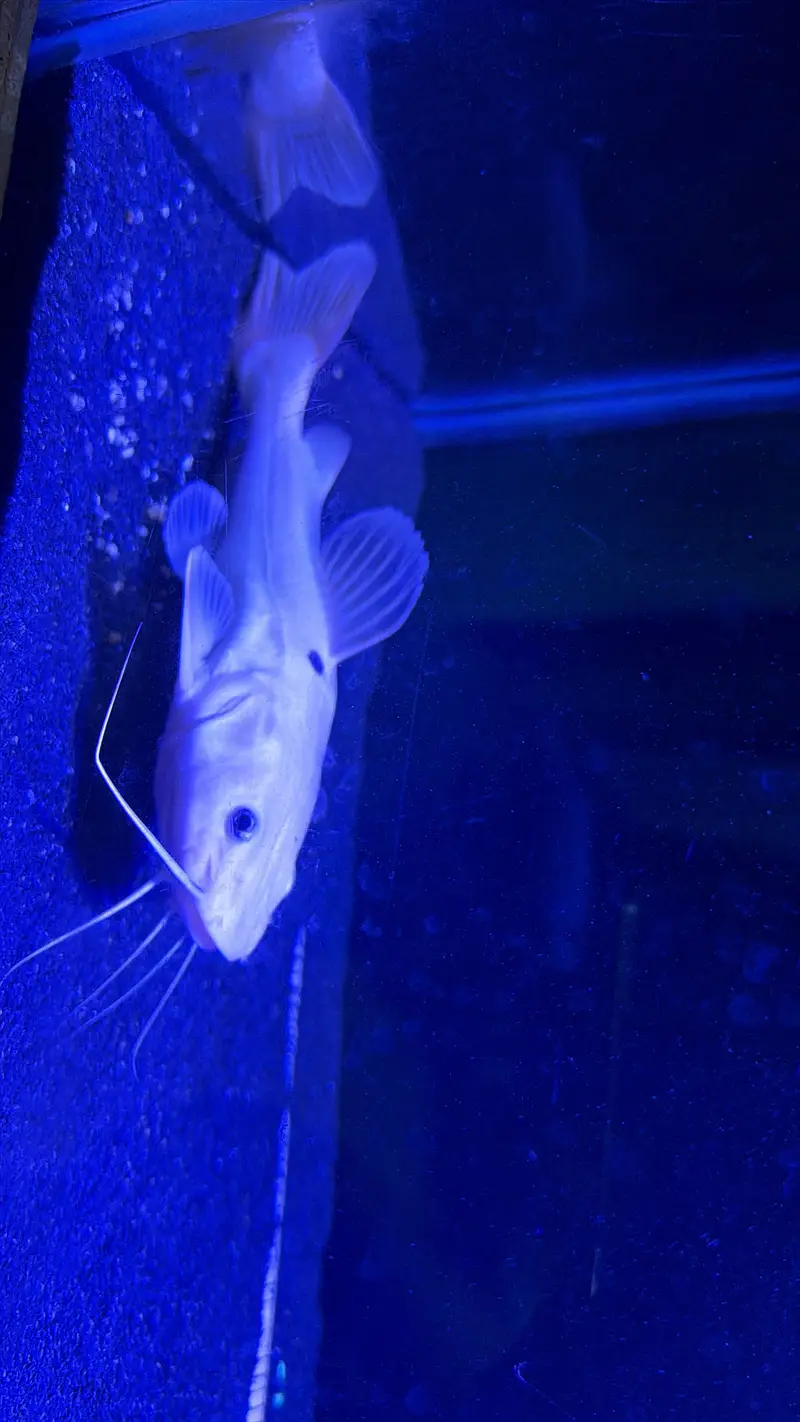 Phantom red tail catfish — photo 3