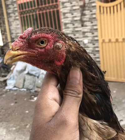 Aseel hen for seal
