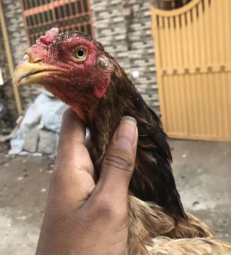 Aseel hen for seal — photo 2