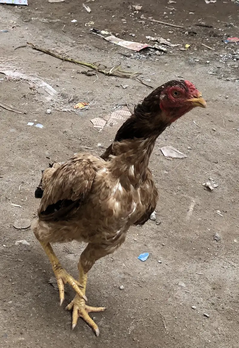 Aseel hen for seal — photo 3