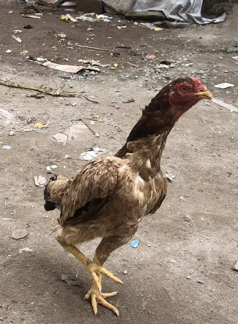 Aseel hen for seal — photo 4