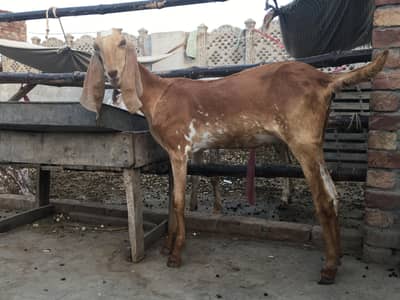 Mekhi cheena bakri /Goat
