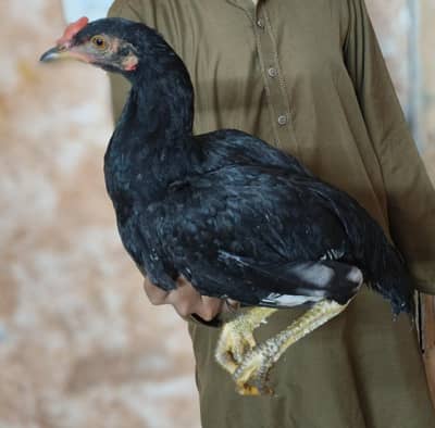 Mushka lasani aseel