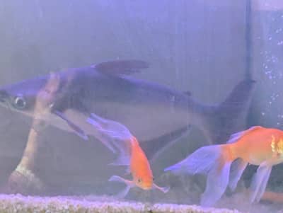 shark size aprox 14 to 16 inch