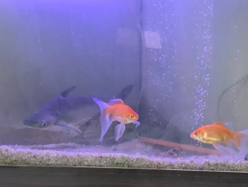 shark size aprox 14 to 16 inch — photo 2