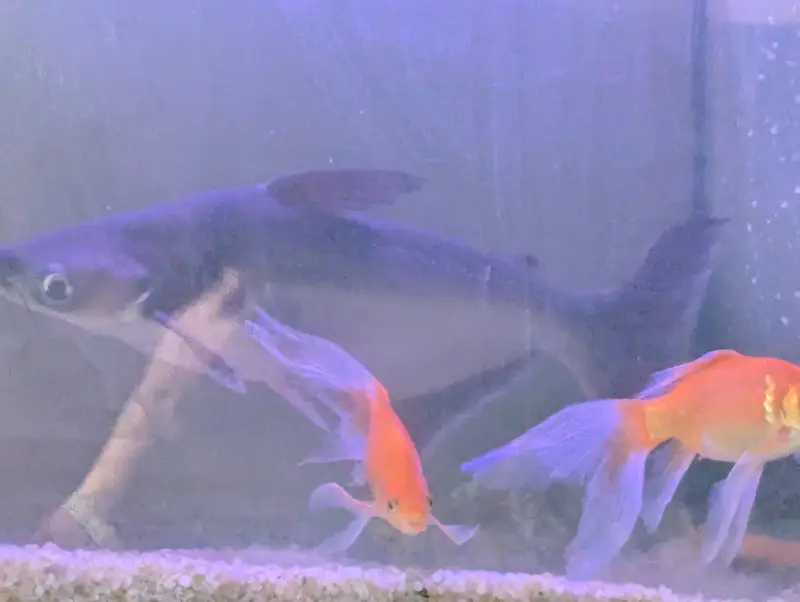 shark size aprox 14 to 16 inch — photo 3