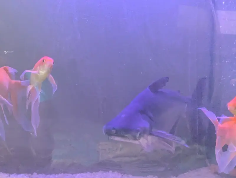 shark size aprox 14 to 16 inch — photo 4