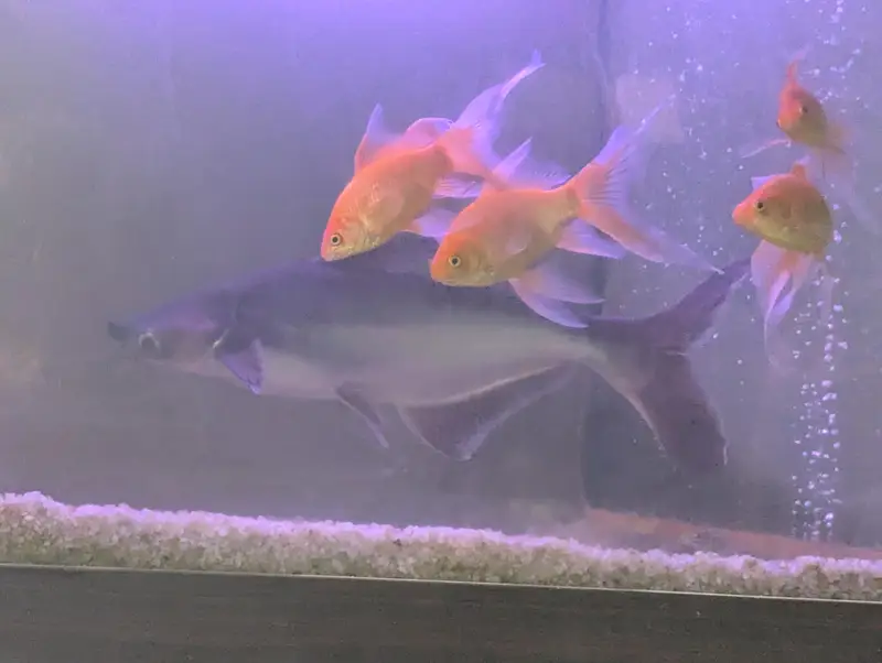 shark size aprox 14 to 16 inch — photo 5