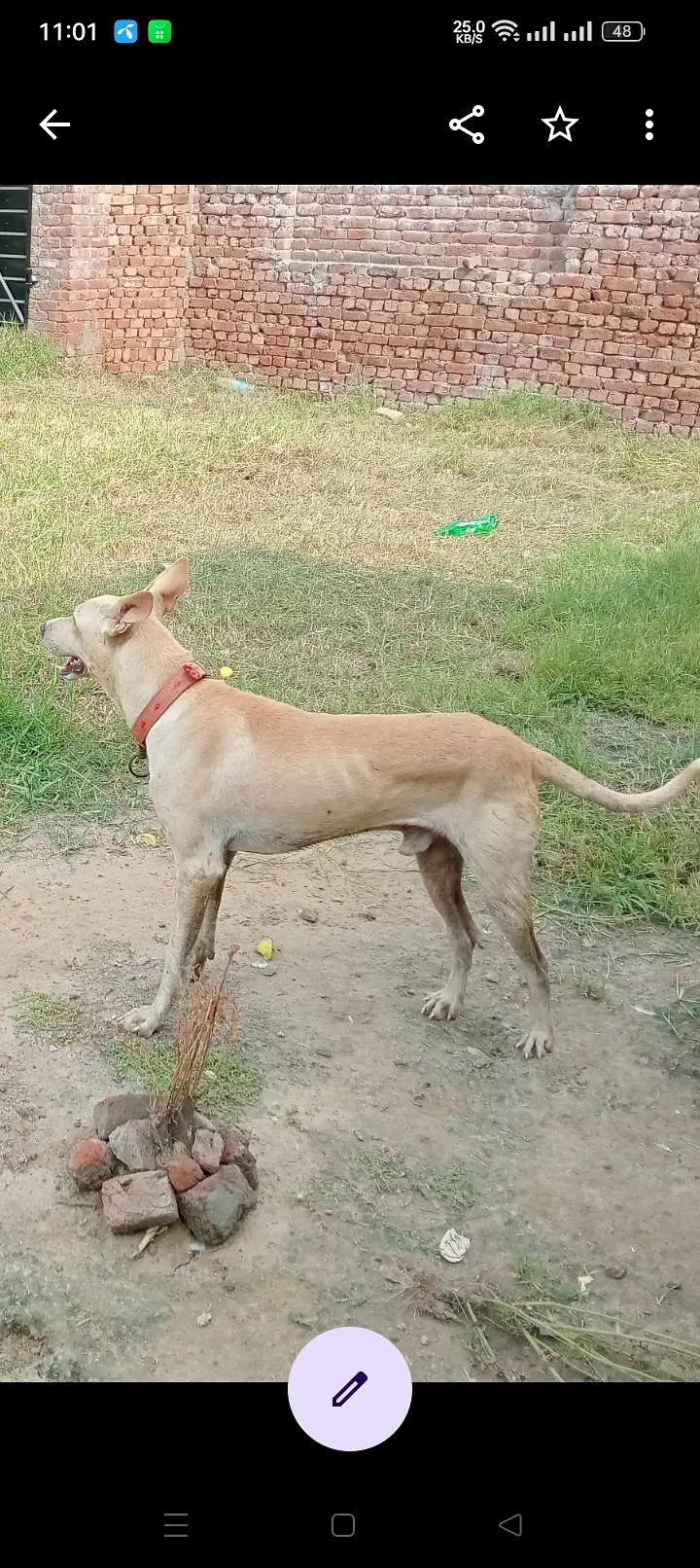 valati shakari — photo 2