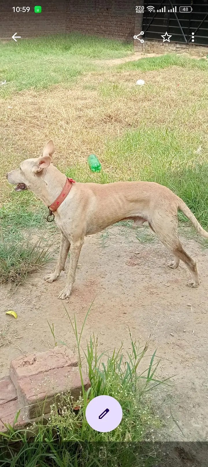 valati shakari — photo 5