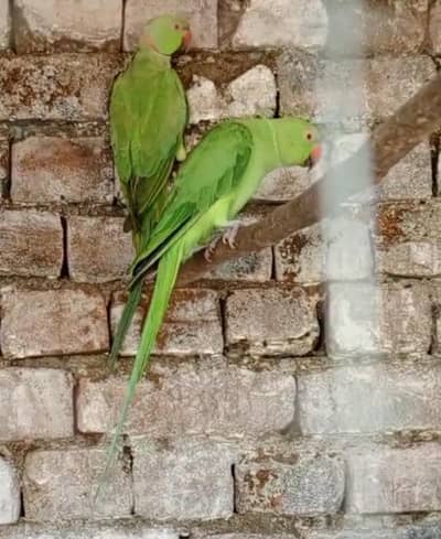 ringneck parrot breader gora