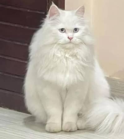 Pure persian cat /cute kitten | triple coated/ punch face_fluffy