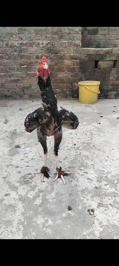پاکستانی پرانی نسل