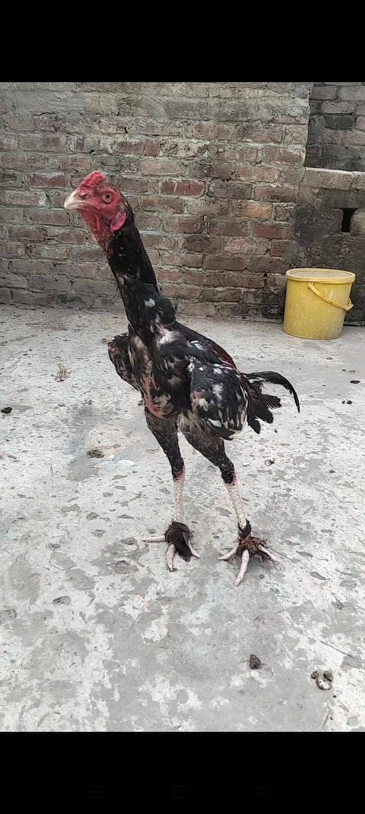 پاکستانی پرانی نسل 1
