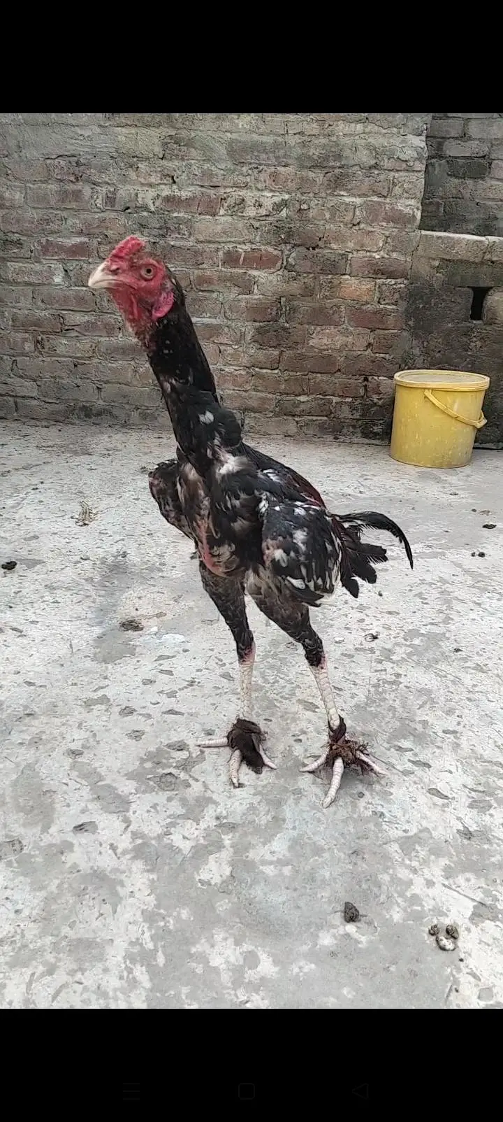 پاکستانی پرانی نسل — photo 2
