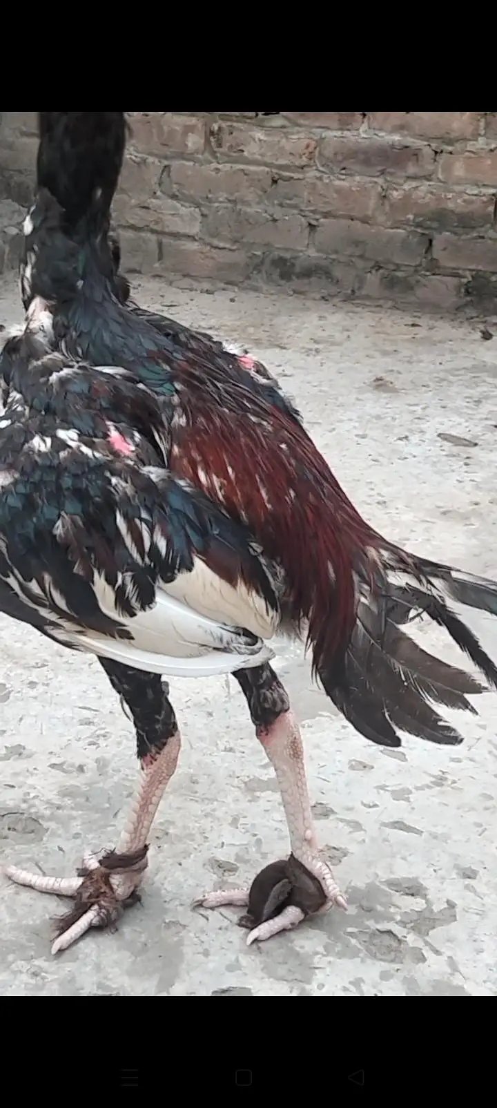 پاکستانی پرانی نسل — photo 3