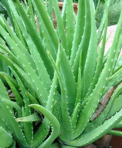 Aloe vera