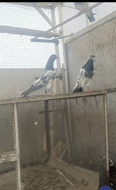 outclasss birds  for sale sab ak Sath dene ha