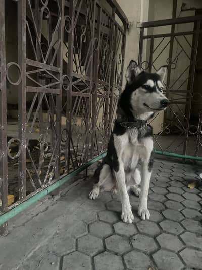 Siberian Husky